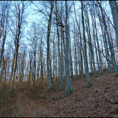 štand v bučine ...