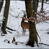 prišiel miesto diviaka ...