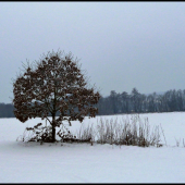 osamelý dubček ...