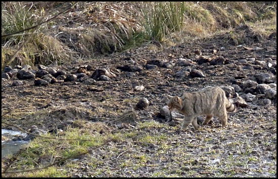prišla namiesto líšky ...