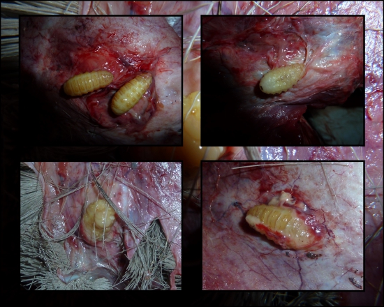 podkožná strečkovitosť - hypodermatóza u srnčej ...