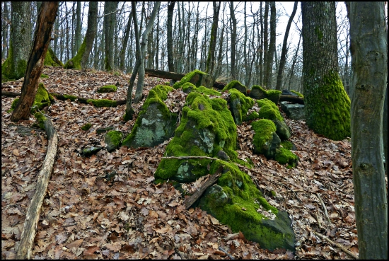 obrastené machom ...
