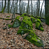 obrastené machom ...