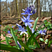 scilla ...
