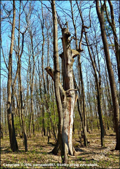 suchý ...