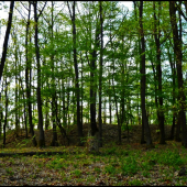 Pozostatok z Cerinského hradu ...