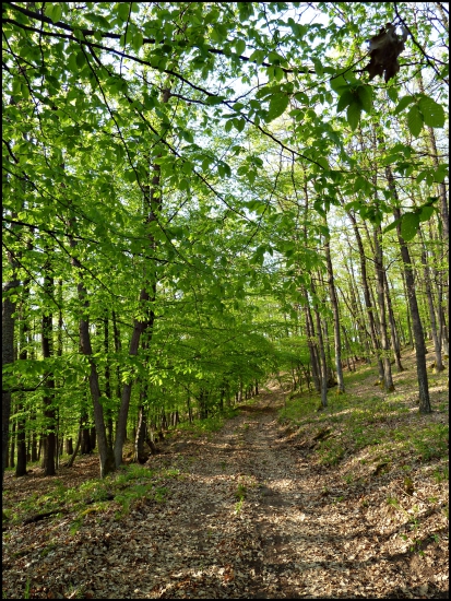 lesná cesta ...