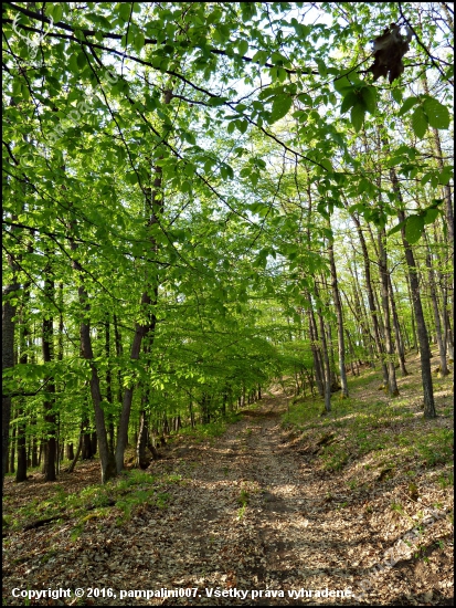 lesná cesta ...