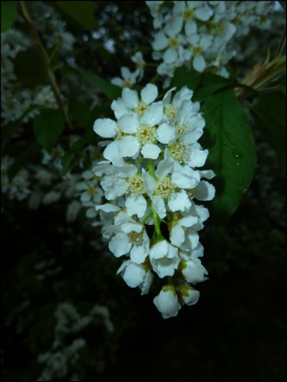 ... a pekne vonia ...