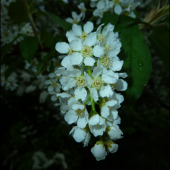 ... a pekne vonia ...