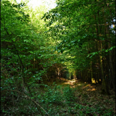 stará lesná cesta ...