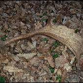 z tých menších cca 145 b.