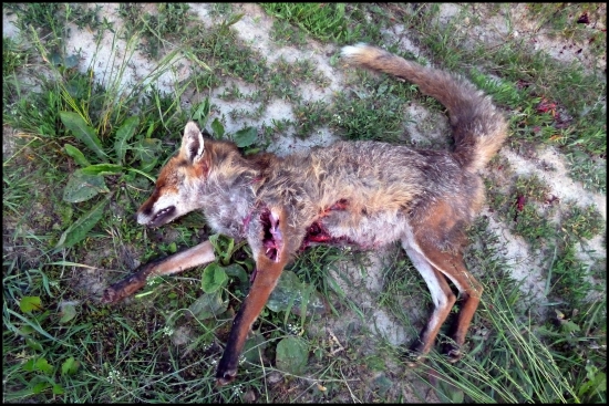 včerajší lišiak ...