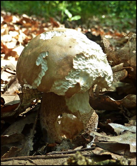 prvý tohoročný ...