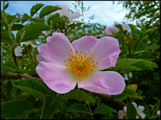 šípková ružička ...