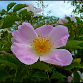 šípková ružička ...