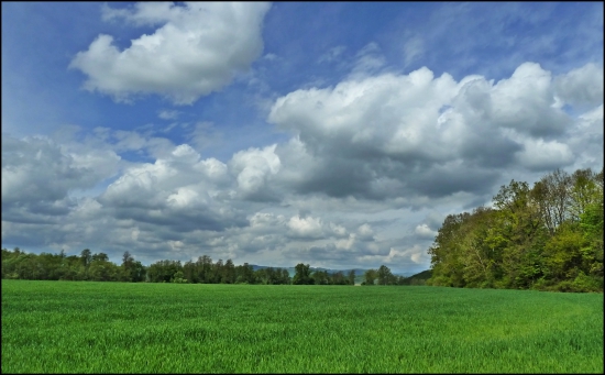 obláčiková ...