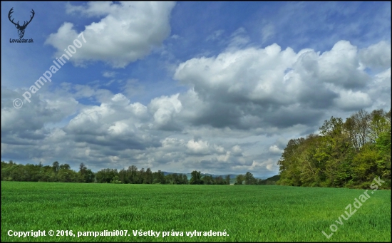 obláčiková ...