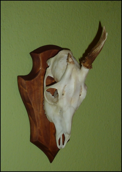 Jednorožtek - po úprave ...