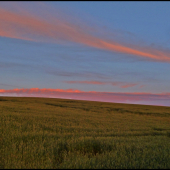 splnový podvečer pri obilí ...