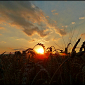 západ pri pšenici ...
