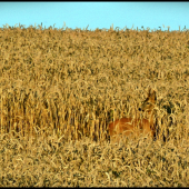 vidláčik zo pšenice ...