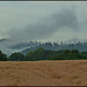 parí sa hora, budú hríby ...