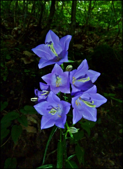 zvončeky do tretice ...