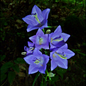 zvončeky do tretice ...