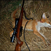 líšča zo strniska ...