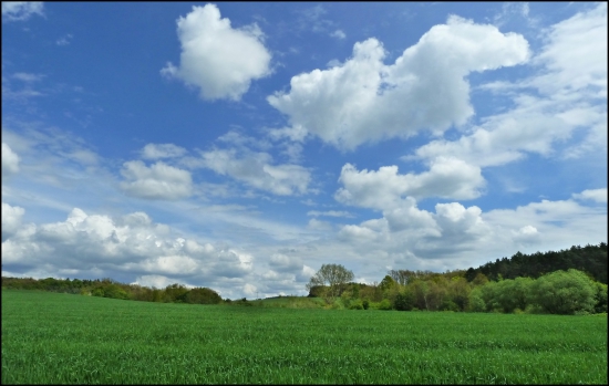 obláčiková ...
