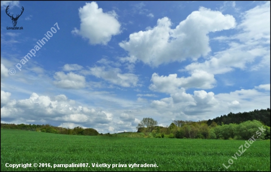 obláčiková ...