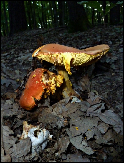 asi muchotrávka cisárska ...