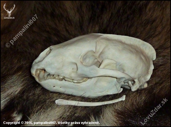 lebka a penisová kosť jazveca z ID 300771