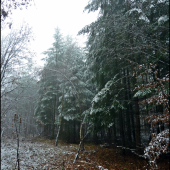 dnešmý sychravý deň ...