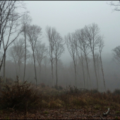 stále bez snehu a ešte aj hmla ...