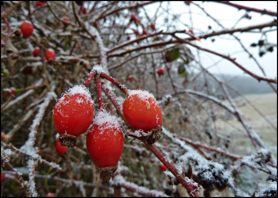 poprášené snehom ...