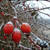 poprášené snehom ...