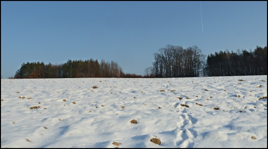 zasnežená oračina ...
