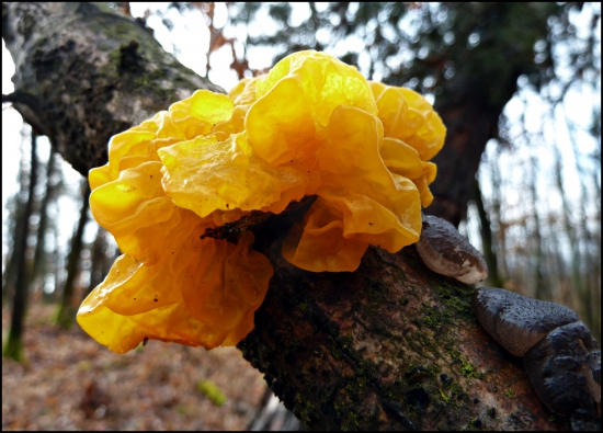 rôsolovka zlatožltá - Tremella mesenterica