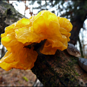 rôsolovka zlatožltá - Tremella mesenterica