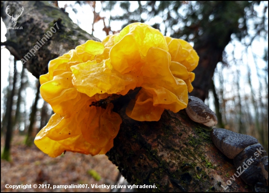 rôsolovka zlatožltá - Tremella mesenterica