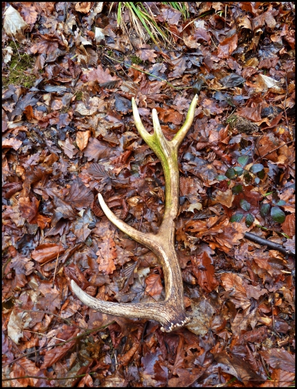 Komu sa nelení, ten nájde zelený ... :-)