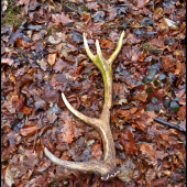 Komu sa nelení, ten nájde zelený ... :-)