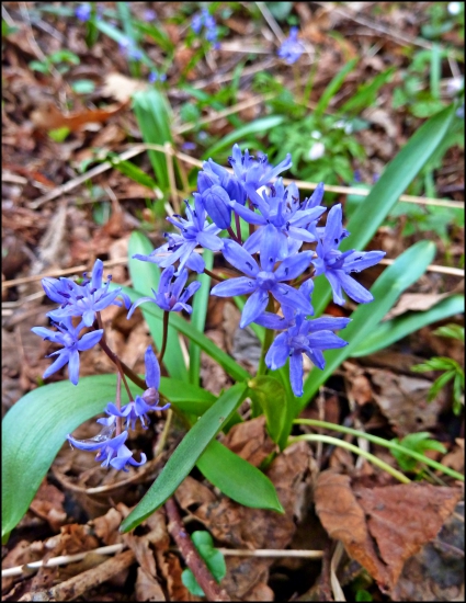 scila dvojlistá  - Scilla bifolia agg. L.