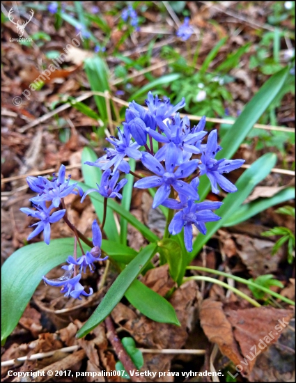 scila dvojlistá  - Scilla bifolia agg. L.