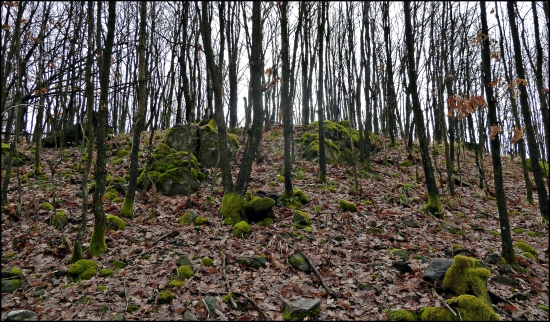 obrastené machom  ...