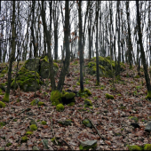 obrastené machom  ...