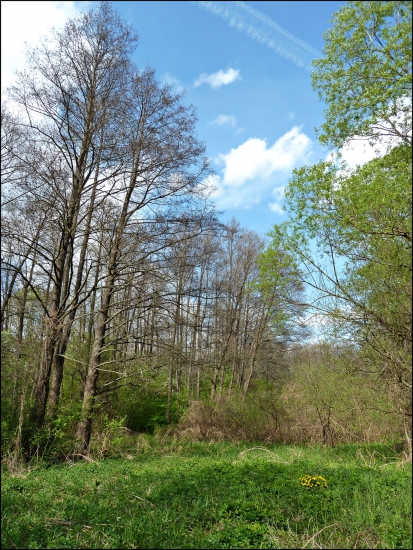 v jelšine ...