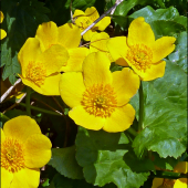 záružlie močiarne ...